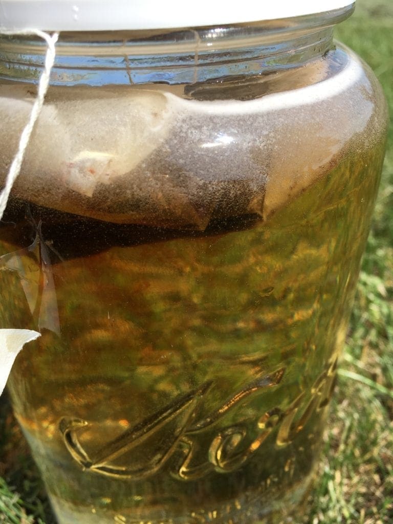 Sun Tea just starting to steep