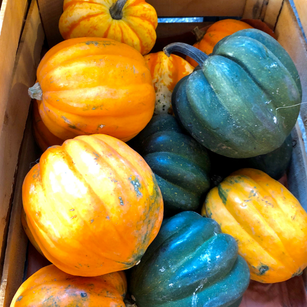 Acorn Squash Fresh Picked