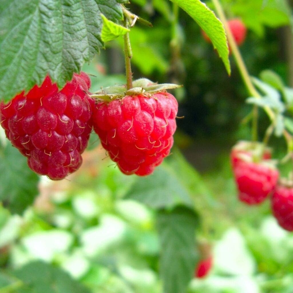 Fresh Raspberries