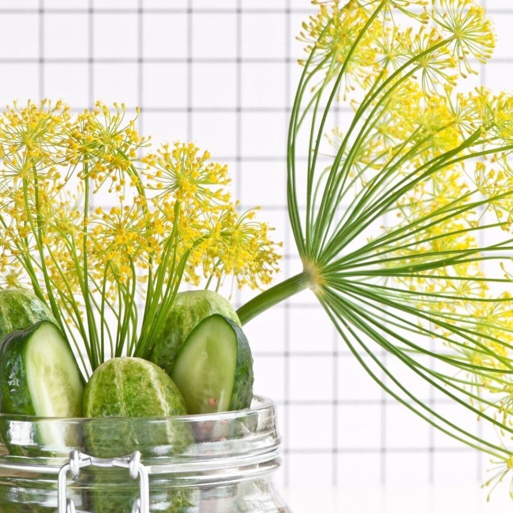 Overnight Dill Pickles Recipe