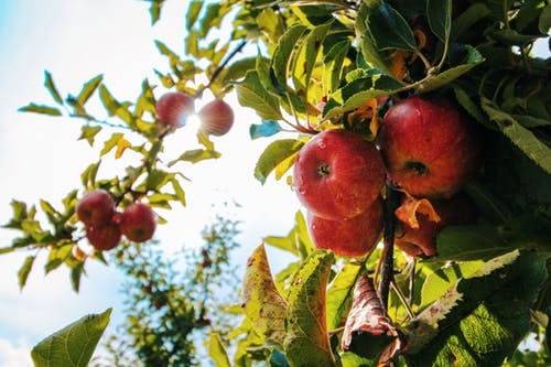 Picking Apples in the Fall