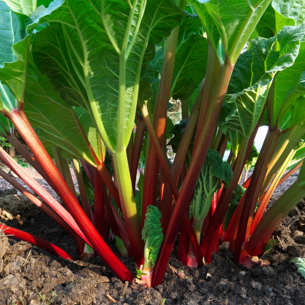 rhubarb