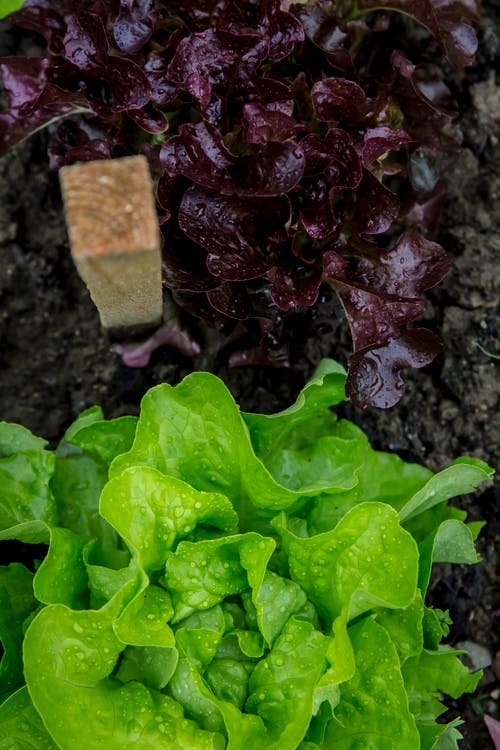 Fresh Garden Lettuce