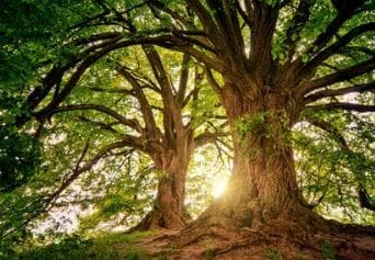 Large Trees in the Woods