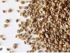 celery seed